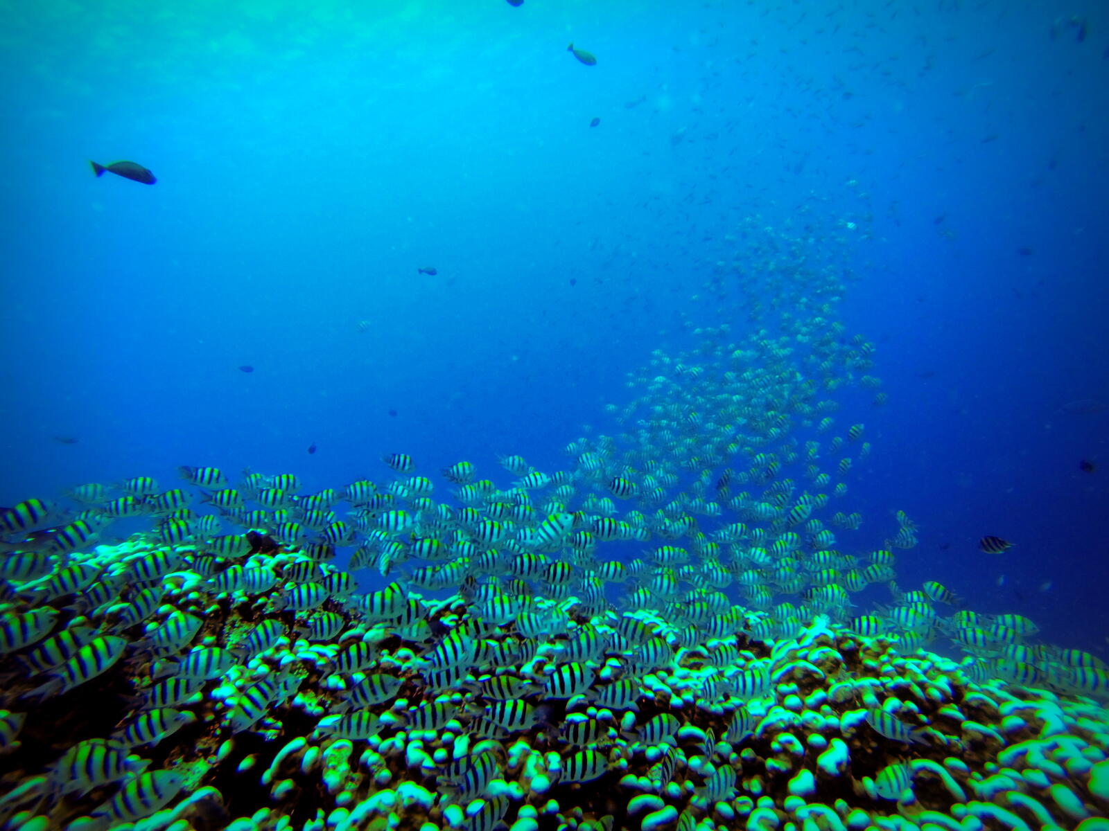 DCIM100GOPRO